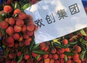 夏日好“枝”味，华体会体育·（中国）官方登录入口集团发福“荔”啦